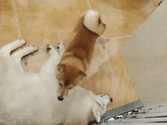 -Let's go狗咖·猫咖·奶狗·桌游(春熙路IFS店)
