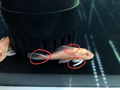 -龙大花卉苗木市场