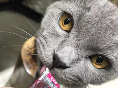 -猫亿天猫咖