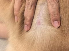 -美联众合动物医院·24h转诊中心