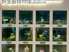-芸山季·云南野生菌火锅(南翔印象城MEGA店)