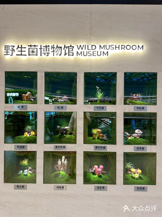 芸山季·云南野生菌火锅(南翔印象城MEGA店)图片