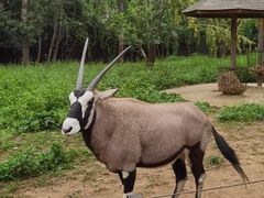 -大连森林动物园