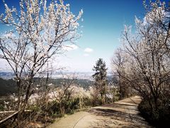 -樱桃山旅游景区