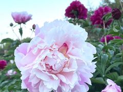 -长春公园(普阳街道)