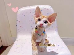 -欣宠猫屋·矮脚拿破仑·蓝金金渐层