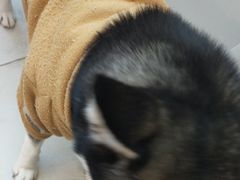 -怪兽屋·羊驼·猫咖·狗咖(俊华广场店)