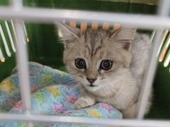 -艾贝尔宠物医院·24H转诊中心·肿瘤猫专科(江宁双龙店)