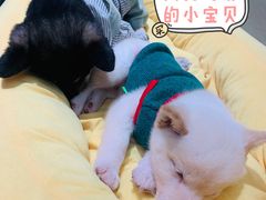-逗柴咖啡屋·狗咖猫咖宠物桌游