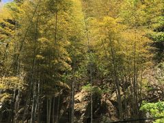 -藏龙百瀑风景区