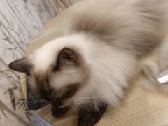 -楼上猫咖(罗湖店)