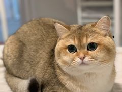 -东方名猫馆·英短金渐层布偶猫舍(环线广场1号楼店)