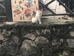 -小洲村