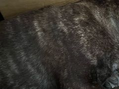 -瑞派·关忠动物医院·异宠专科·犬猫肿瘤·皮肤专科(望京店)