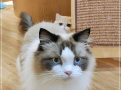-滚猫咖啡·猫咖·猫友好撸猫(未来城店)