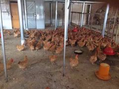 -浪琴湾尾角仔海鲜坊