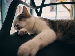 -喵屿·大理花园猫咖