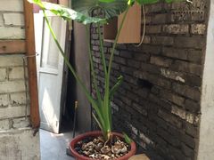 -胖哥料理(兴义里店)