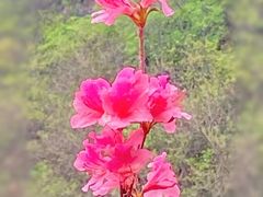 -木兰云雾山