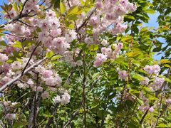 -长白岛森林公园