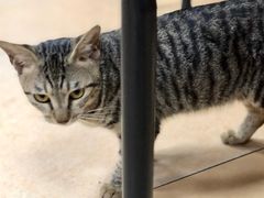 -新奇美食店(大明塘店)