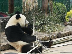 -大连森林动物园