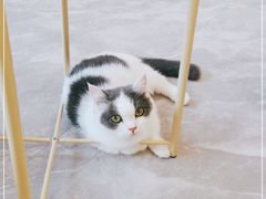 -猫力发电所·宠物专门店