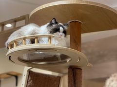 -滚猫咖啡·猫咖·猫友好撸猫(未来城店)