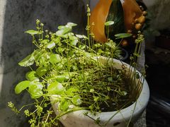 -月栖华明-云间草堂清茶馆(泗泾古镇店)