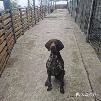 木耳宠物园真真是遛狗的好去处呢～ 前些天陪表姐一起来