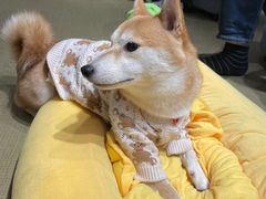 -逗柴咖啡屋·狗咖猫咖宠物桌游