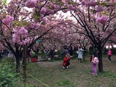 -西安青龙寺遗址景区