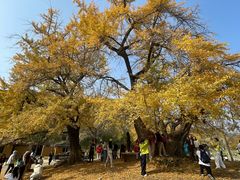 -千年银杏谷文化旅游区