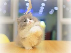 -柚子猫舍·精品猫舍购猫·猫咪认养·购宠·宠物店