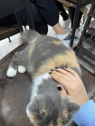 -柚子•猫美睫美甲