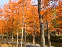 -昆山城市生态森林公园