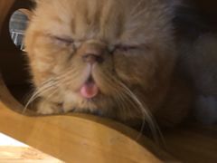 -more than meow吴止猫主题餐厅(承德 中船汇店)