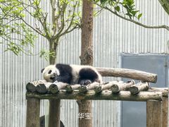 -卧龙中华大熊猫苑神树坪基地