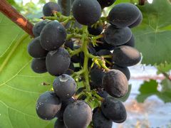 -金谷域澳洲庄园