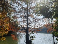 -深圳仙湖植物园