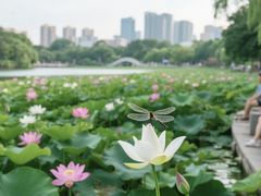 -南宁南湖公园