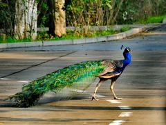 -北京麋鹿生态实验中心