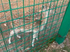 -西安秦岭野生动物园