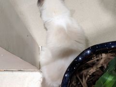 -藏猫猫咖啡主题馆(中央大道店)