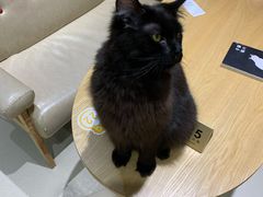 -藏猫猫咖啡主题馆(中央大道店)