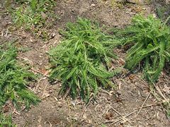 -黑龙江省森林植物园