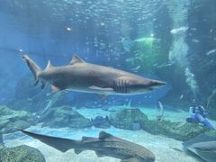 -海合安成都极地海洋公园