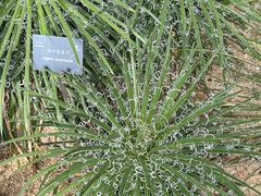 -深圳仙湖植物园