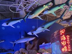 -烟台海昌鲸鲨海洋公园