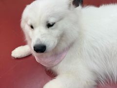 -和它·交个朋友·狗咖猫咖(爱琴海店)